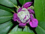 ** Rhodendendron **